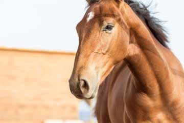 Seirios Riding Club gallery