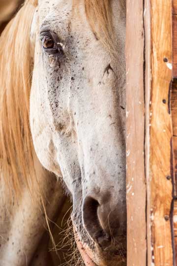 Horse Ridding Lessons - Athens Greece - Seirios Riding Club